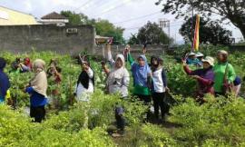 Panen raya tanaman sayur sayuran